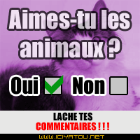 oui ou nn?